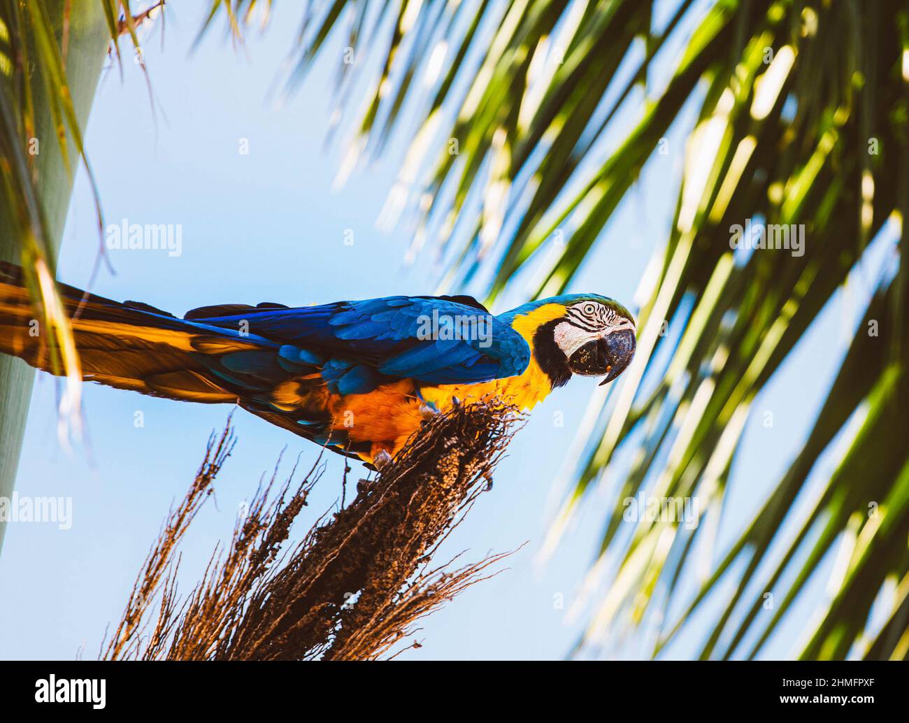 Macaw blu e giallo, specie Canindé, visto su un albero di cocco, nella città di Nova Andradina, Mato Grosso do sul. Questo uccello è grande, fino a 85 centimetri di lunghezza. Possono vivere fino a 80 anni. Credit: SOPA Images Limited/Alamy Live News Foto Stock