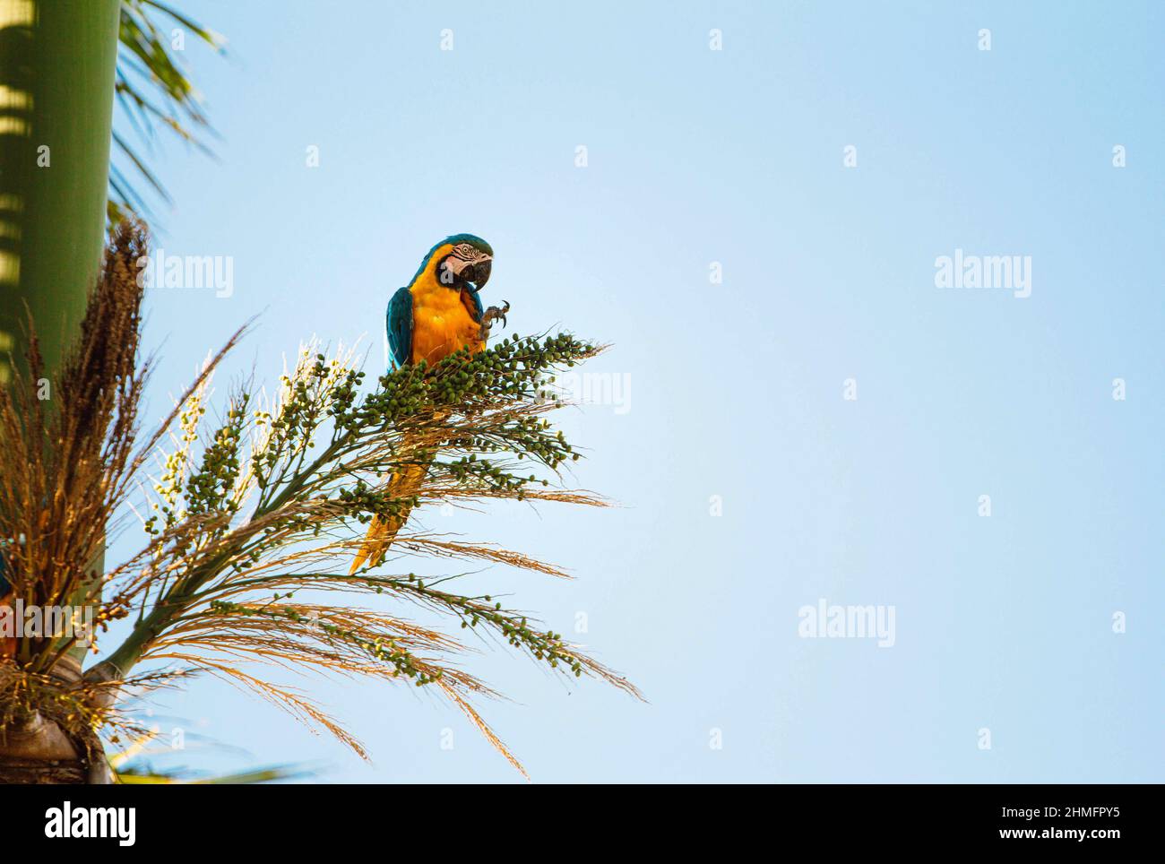 Macaw blu e giallo, specie Canindé, visto su un albero di cocco, nella città di Nova Andradina, Mato Grosso do sul. Questo uccello è grande, fino a 85 centimetri di lunghezza. Possono vivere fino a 80 anni. Credit: SOPA Images Limited/Alamy Live News Foto Stock