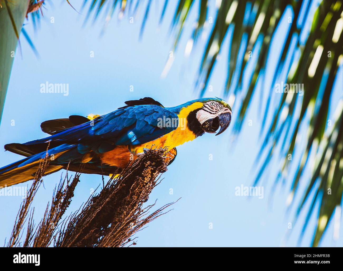 Macaw blu e giallo, specie Canindé, visto su un albero di cocco, nella città di Nova Andradina, Mato Grosso do sul. Questo uccello è grande, fino a 85 centimetri di lunghezza. Possono vivere fino a 80 anni. (Foto di Rafael Henrique/SOPA Images/Sipa USA) Credit: Sipa USA/Alamy Live News Foto Stock