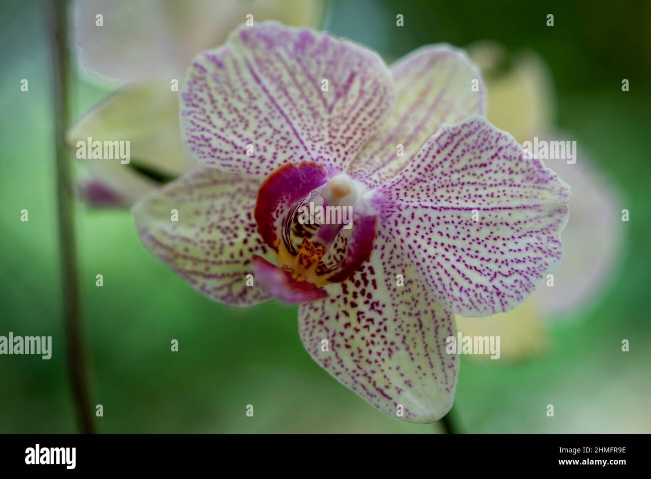 Orchidea - Palaenopsis Orchidea Moth Foto Stock