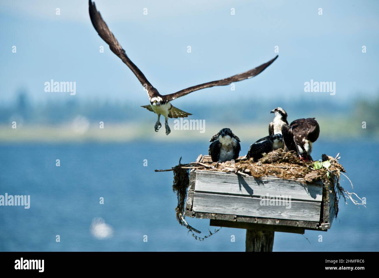 La famiglia Osprey (Pandion Haliatus) su una piattaforma di nidificazione artificiale presso Cascade Reservoir nel SW Idaho Foto Stock