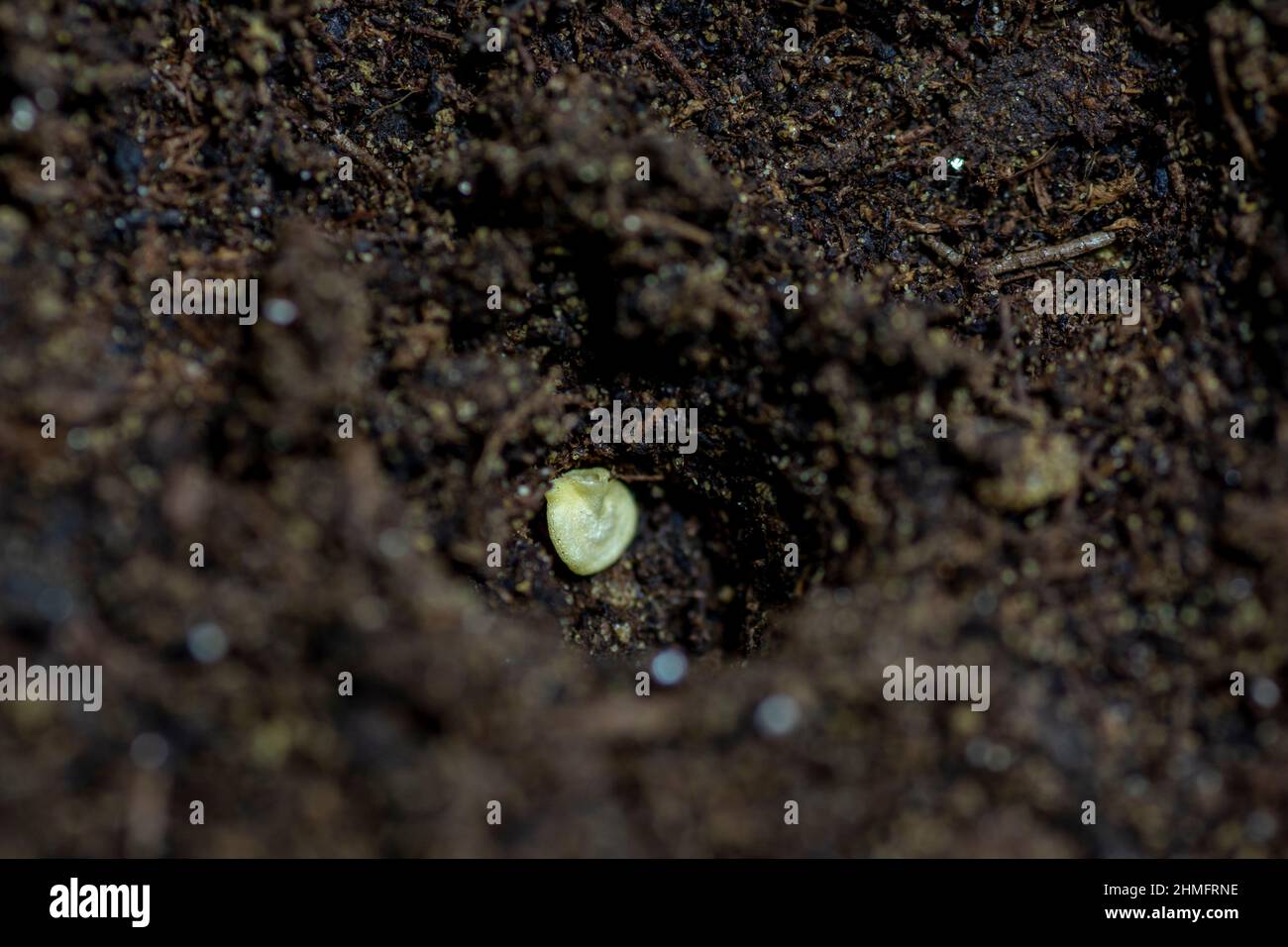 Solo seme di peperone (Capsicum annuum) nel terreno. Semi di pepe dolce nel contenitore pronto per iniziare a crescere. Foto Stock