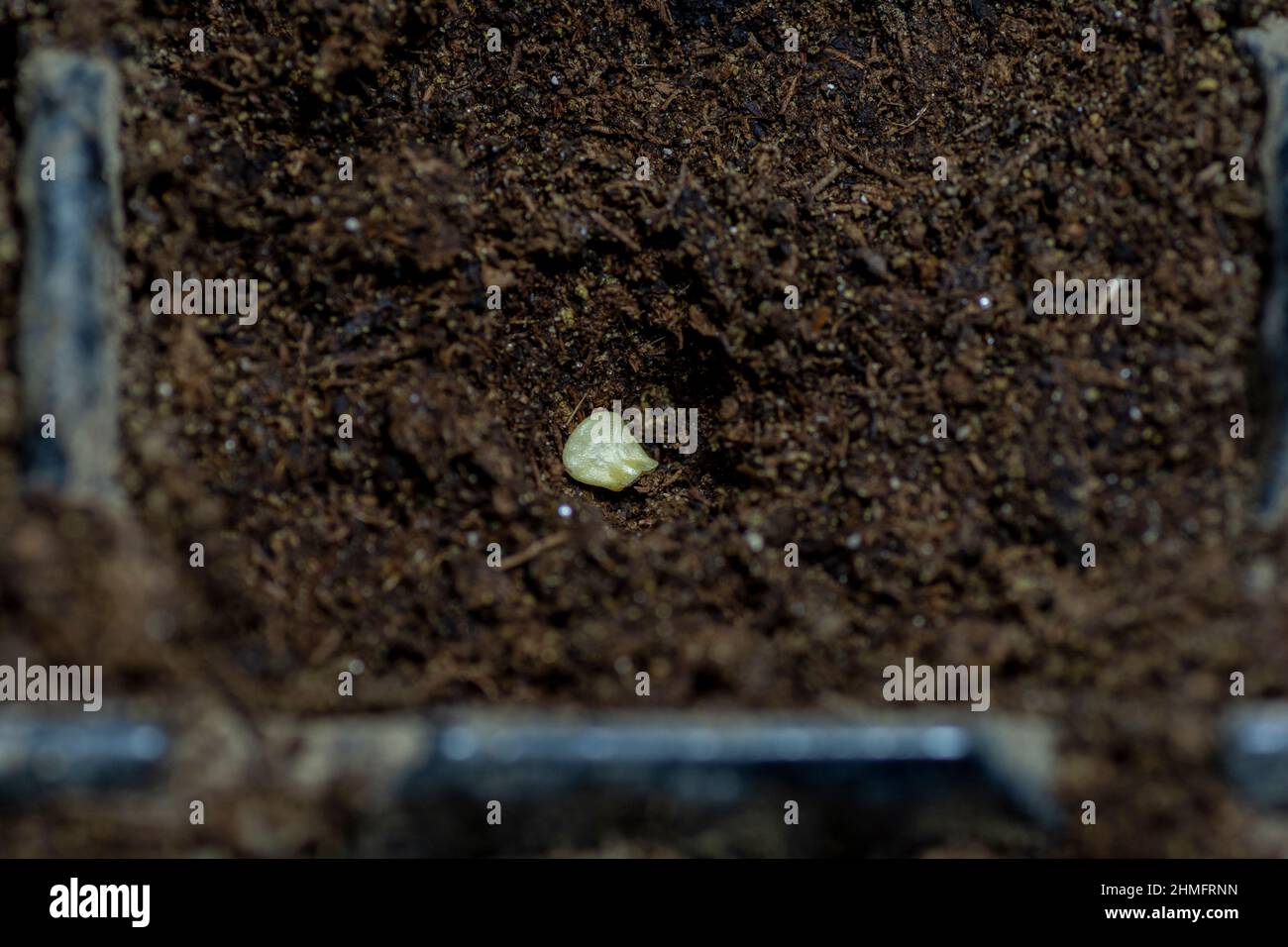 Solo seme di peperone (Capsicum annuum) nel terreno. Semi di pepe dolce nel contenitore pronto per iniziare a crescere. Foto Stock