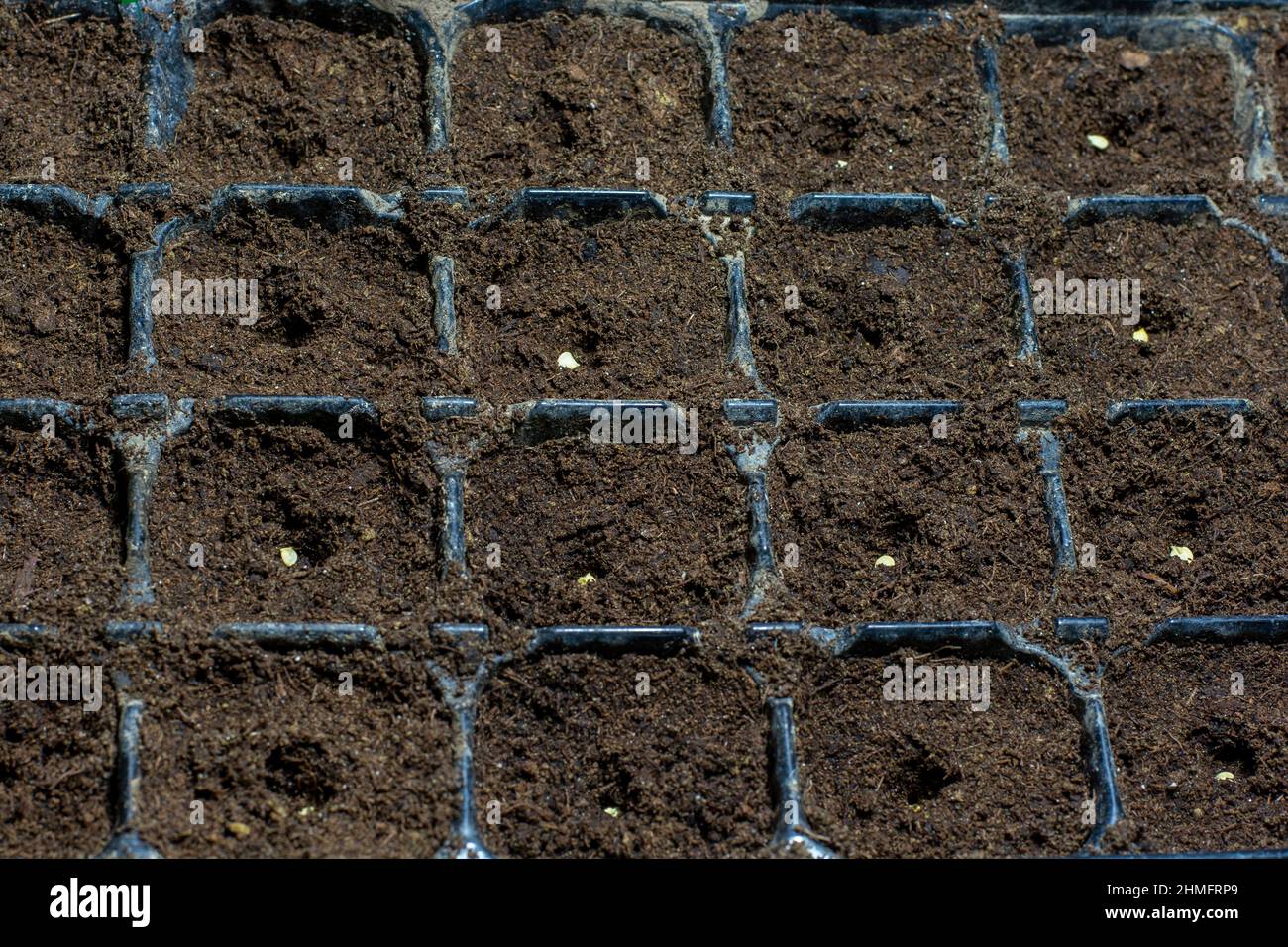 Solo seme di peperone (Capsicum annuum) nel terreno. Semi di pepe dolce nel contenitore pronto per iniziare a crescere. Foto Stock