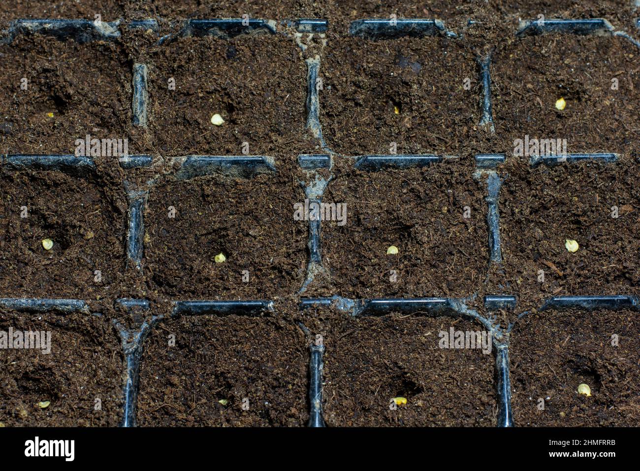 Solo seme di peperone (Capsicum annuum) nel terreno. Semi di pepe dolce nel contenitore pronto per iniziare a crescere. Foto Stock