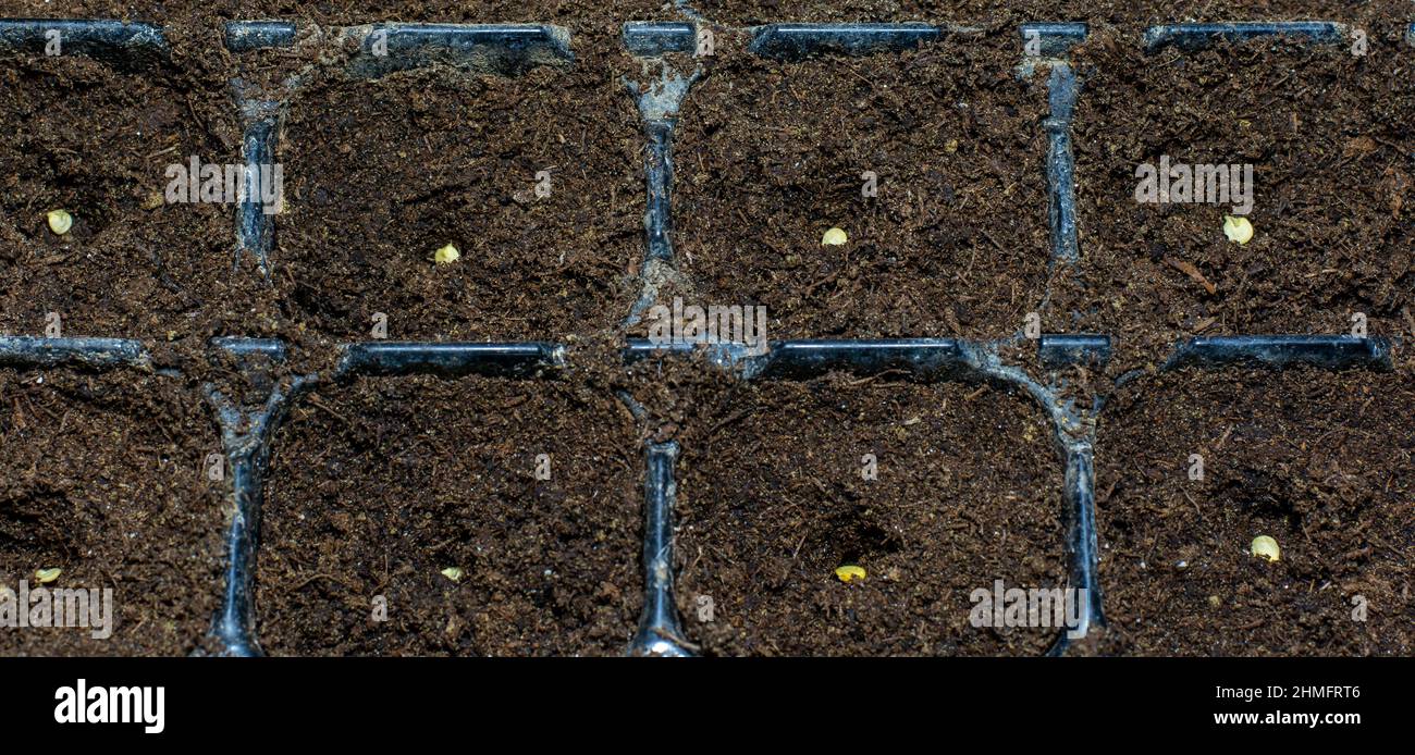Solo seme di peperone (Capsicum annuum) nel terreno. Semi di pepe dolce nel contenitore pronto per iniziare a crescere. Foto Stock
