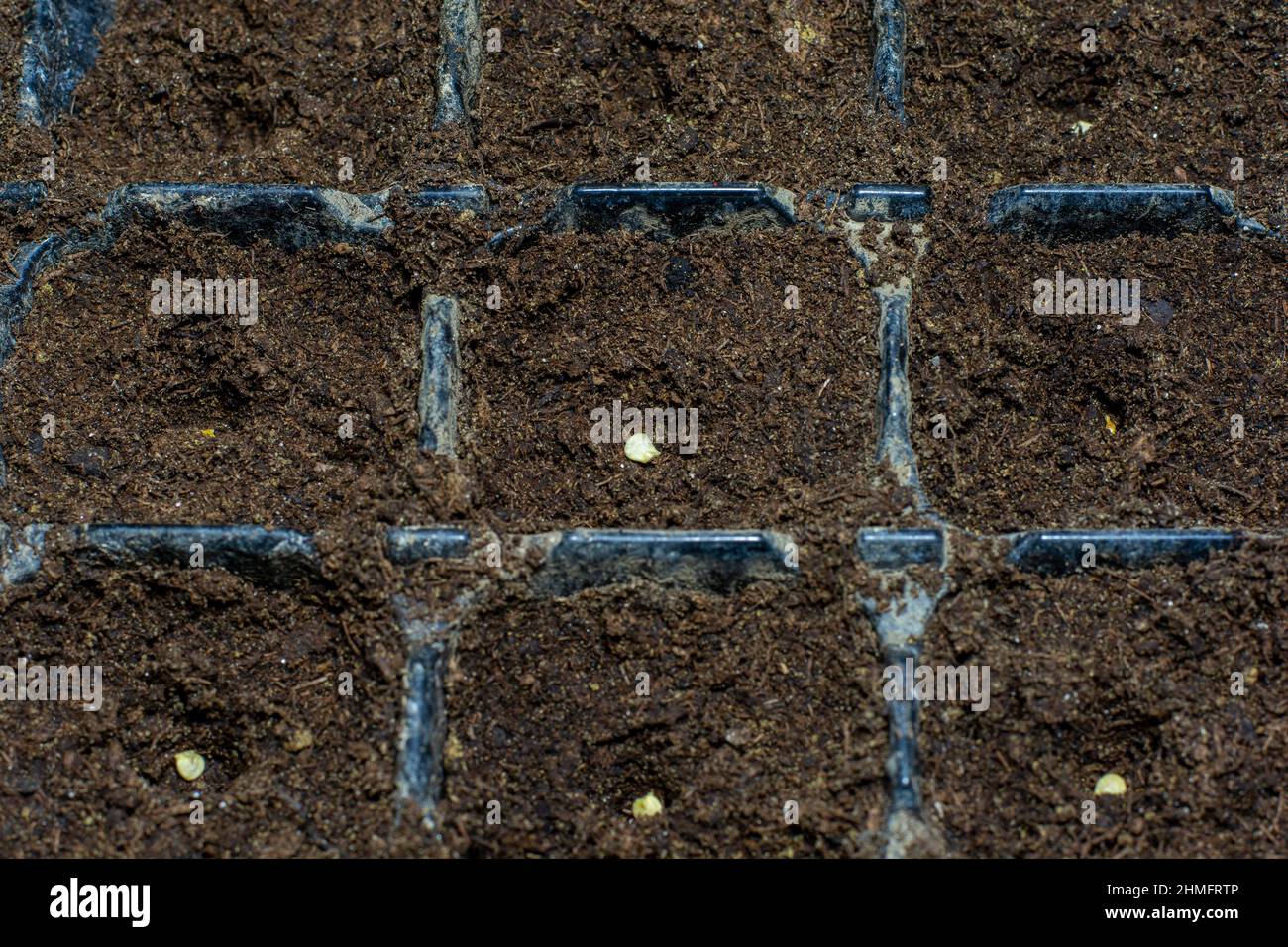 Solo seme di peperone (Capsicum annuum) nel terreno. Semi di pepe dolce nel contenitore pronto per iniziare a crescere. Foto Stock