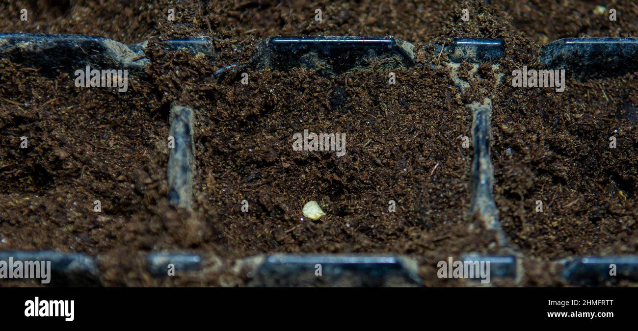 Solo seme di peperone (Capsicum annuum) nel terreno. Semi di pepe dolce nel contenitore pronto per iniziare a crescere. Foto Stock