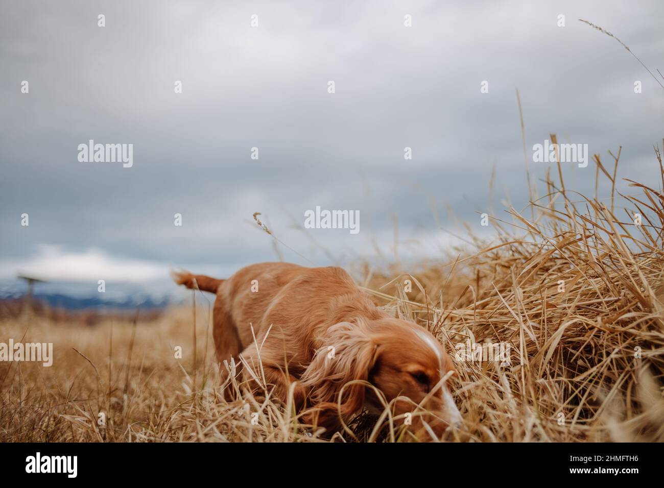 Cocker Spaniel seduta accanto ad un fiume, paesaggio rurale Foto Stock