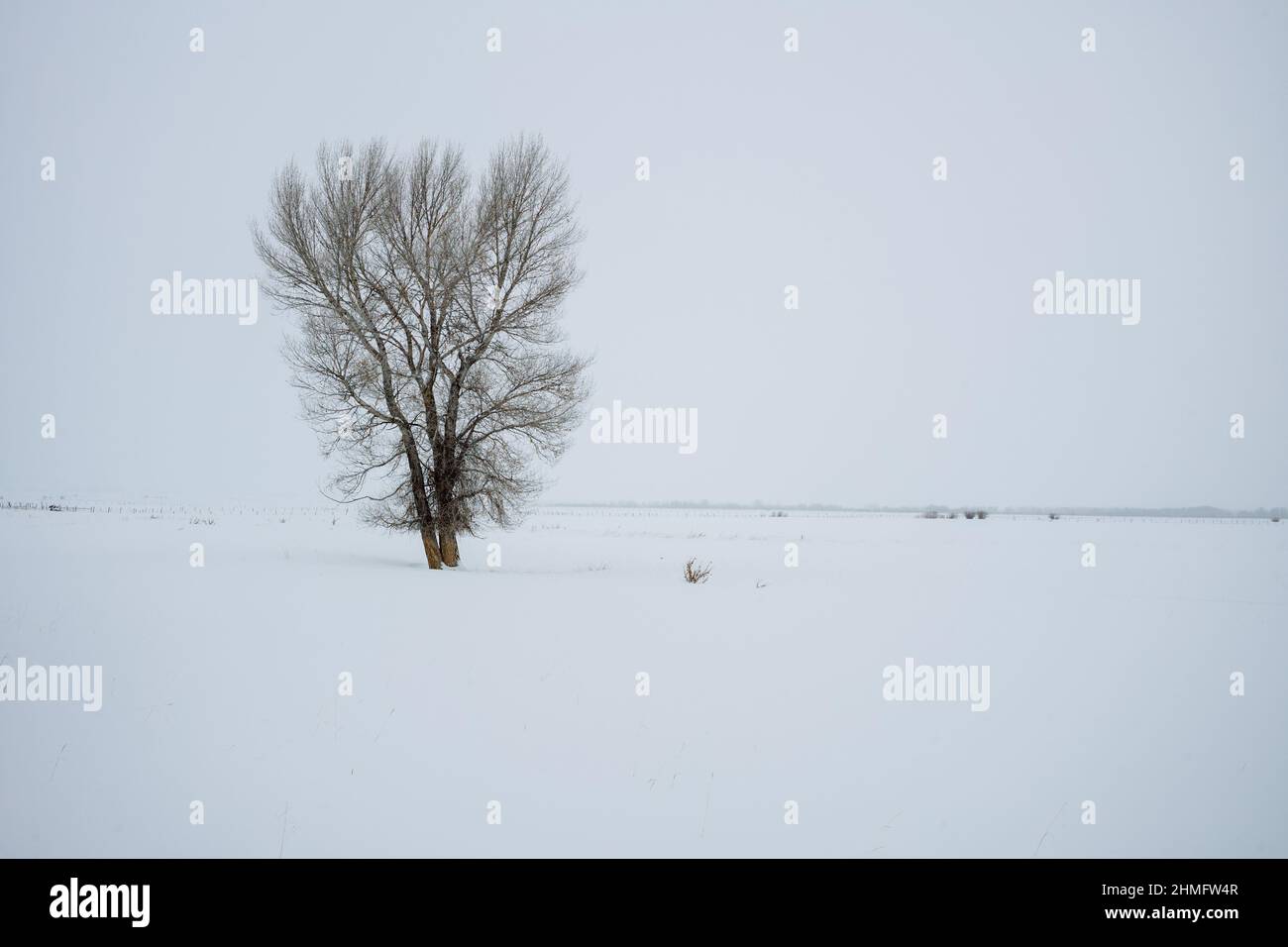 Albero isolato nella neve, immagine monocromatica a colori. Foto Stock