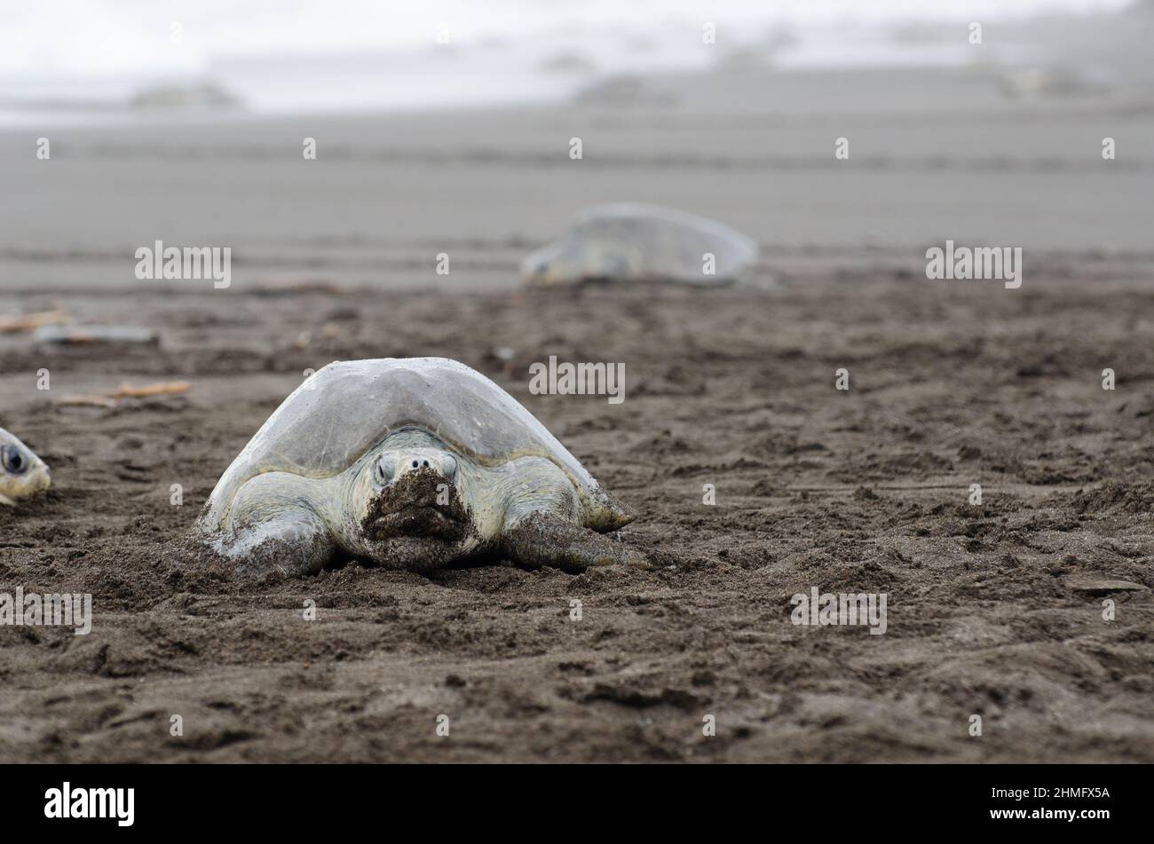Una tartaruga Olive Ridley che cammina sulla spiaggia di Ostional a Guanacaste, Costa Rica durante il periodo di deposizione delle uova. Foto Stock