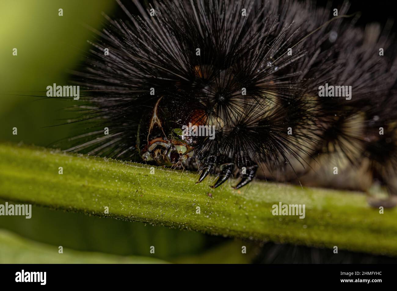 Tiger Moth Caterpillar della tribù Arctiini Foto Stock