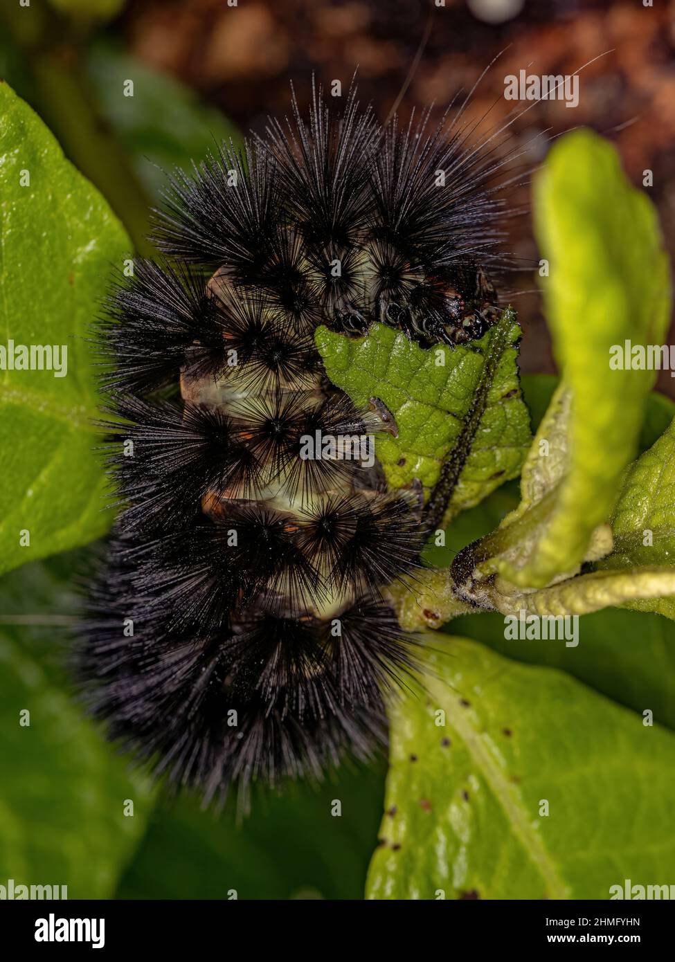 Tiger Moth Caterpillar della tribù Arctiini Foto Stock