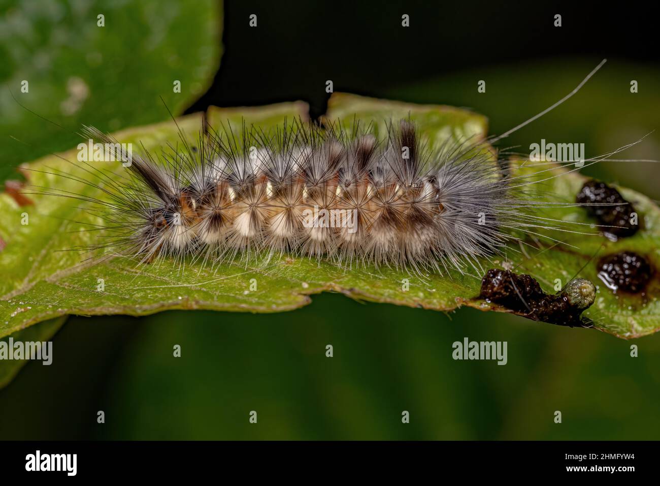 Tiger Moth Caterpillar della tribù Arctiini Foto Stock