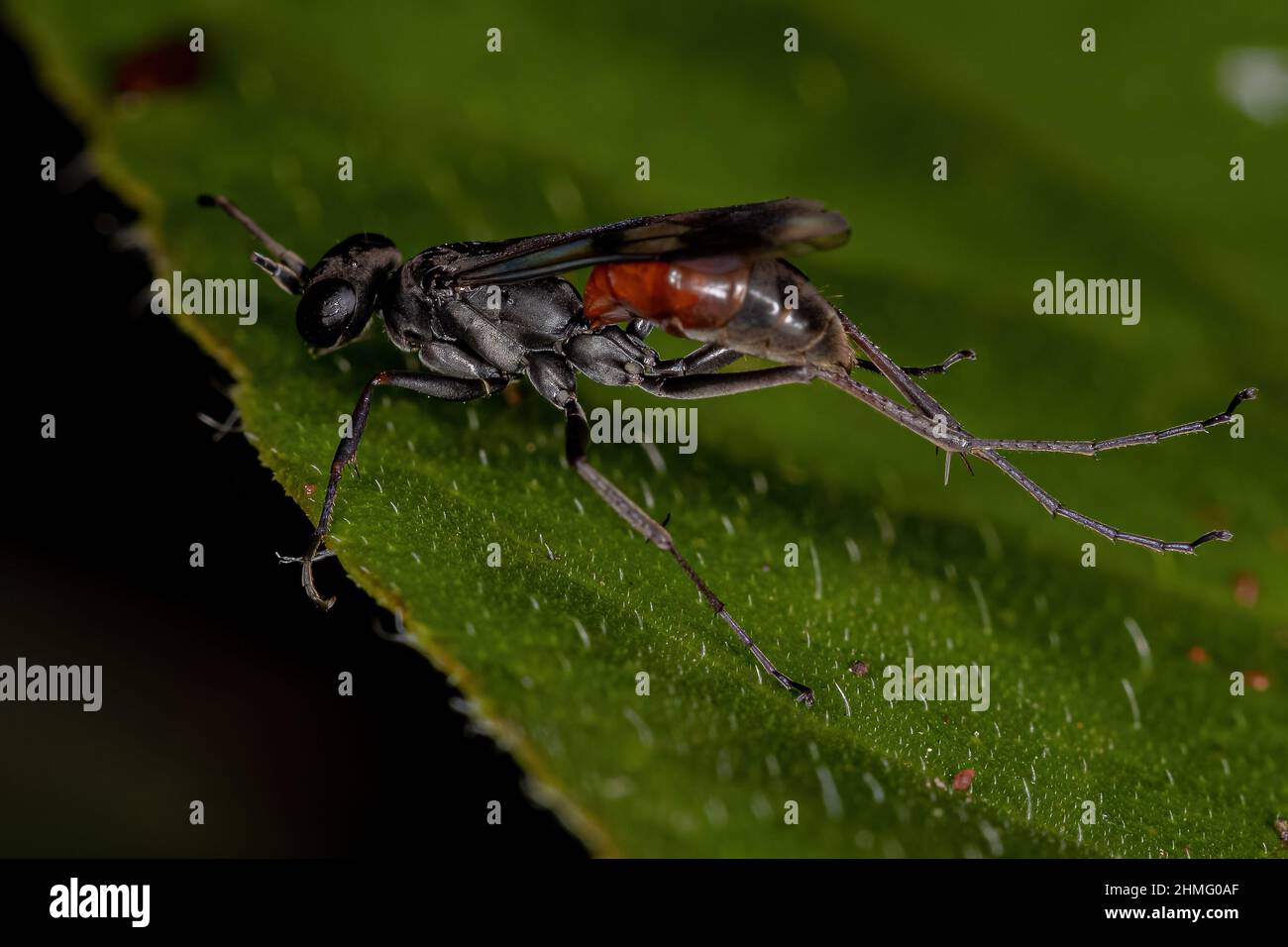 Adulto Spider Wasp della famiglia Pompilidae Foto Stock