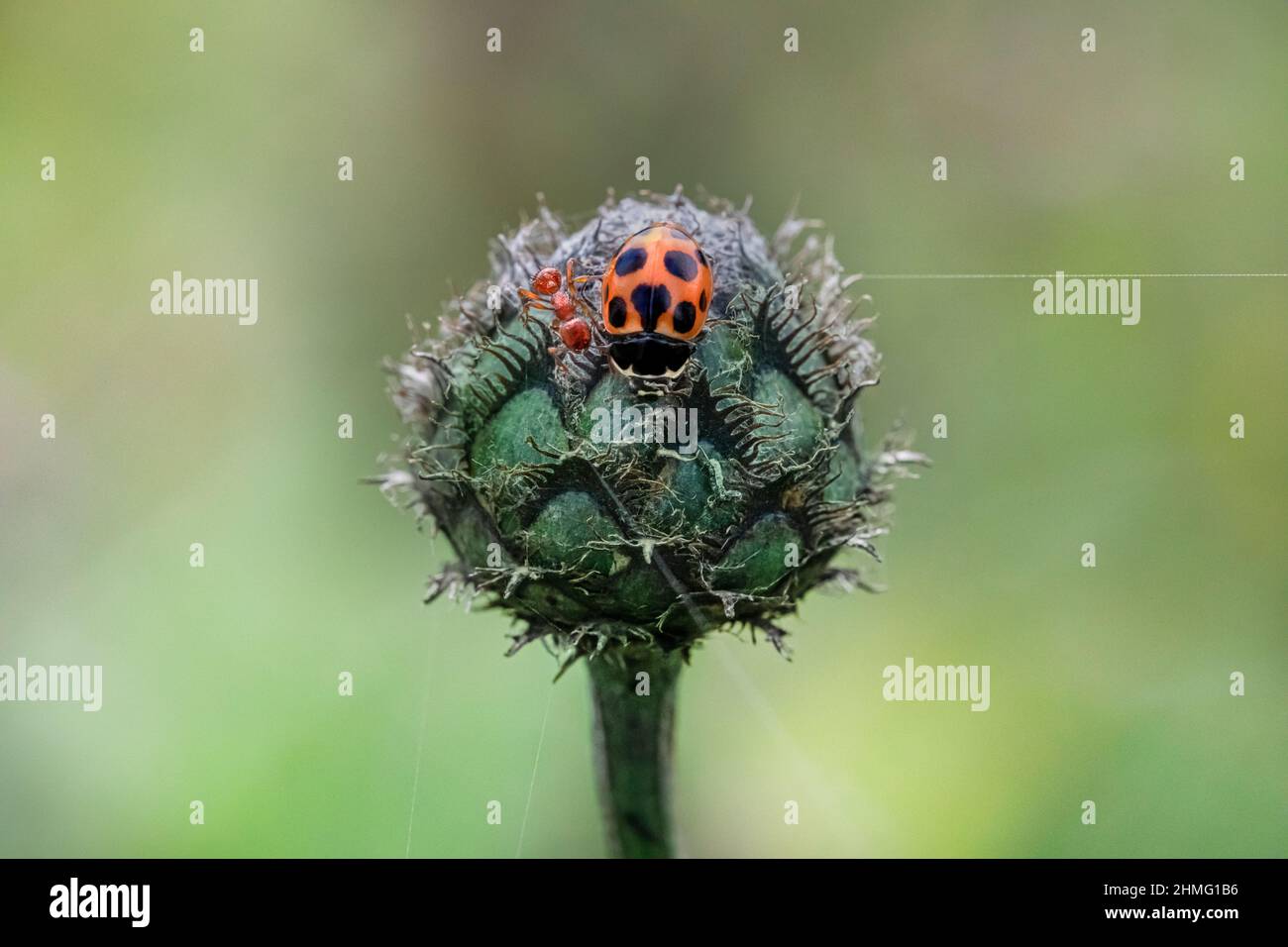 Ritratto di un bug Foto Stock