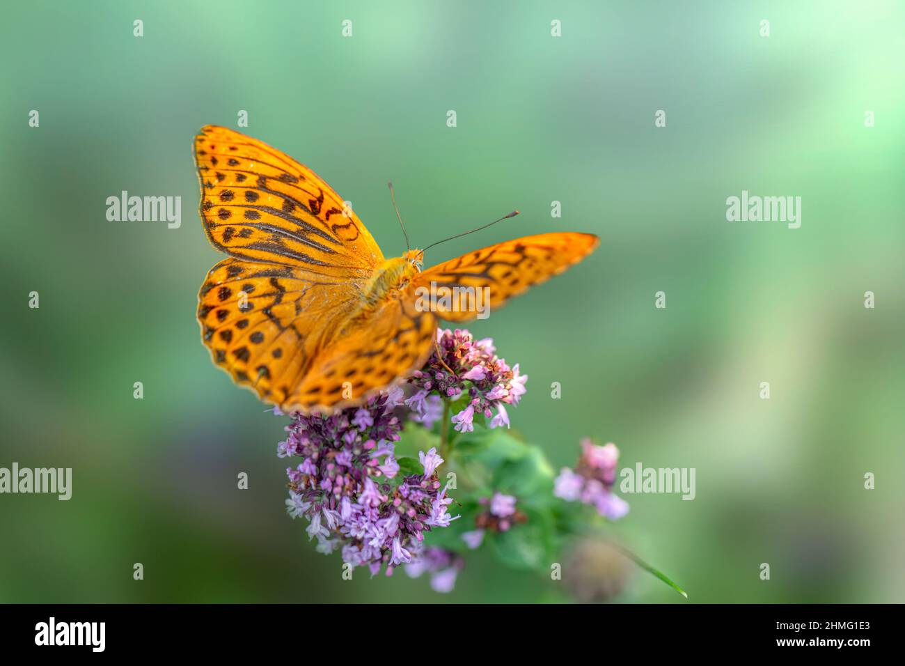 Farfalla Foto Stock