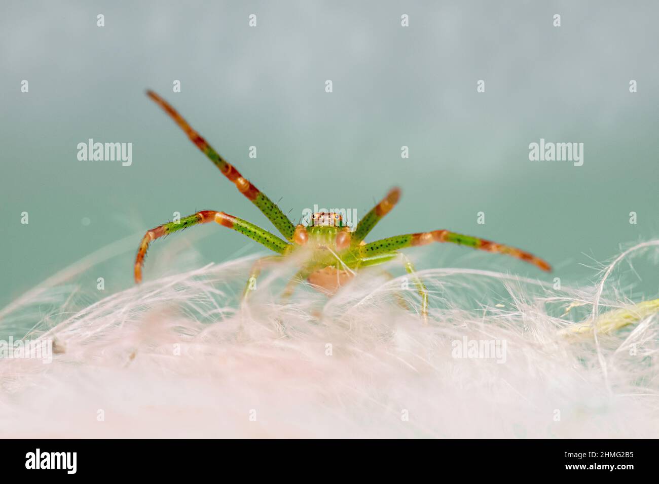 Ritratto di un ragno Foto Stock