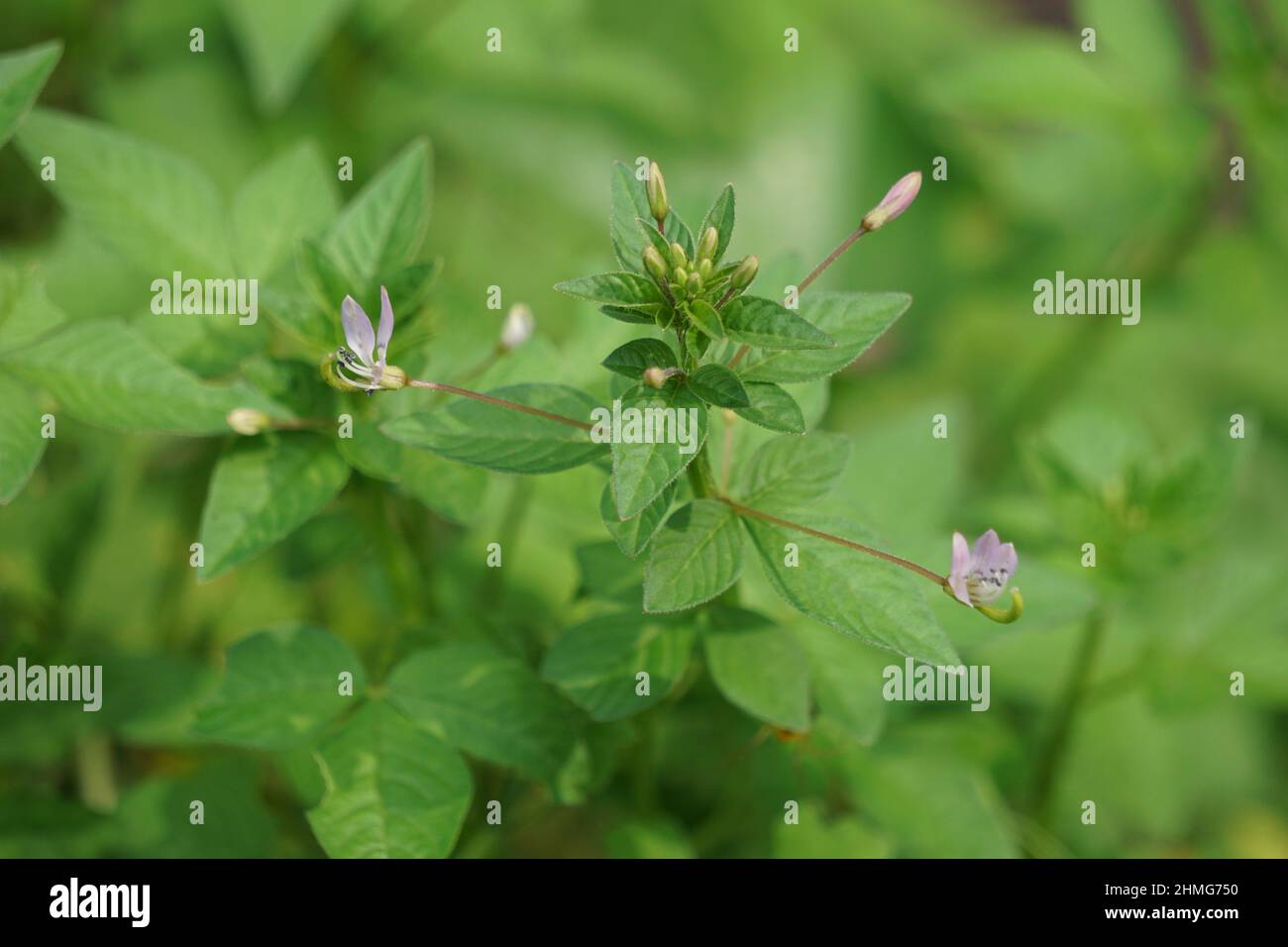 Cleome rutidosperma (fiore di ragno frangiato, cleome viola, ungu mamman, lanang mamman) con sfondo naturale Foto Stock