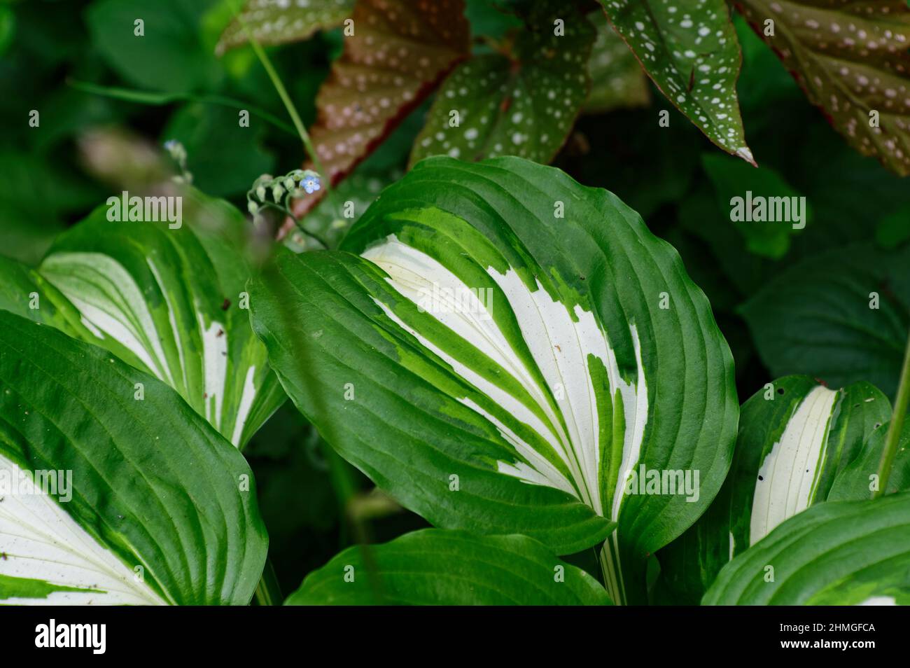 Hostas sono una pianta giardino popolare, una begonia è sullo sfondo e un po 'di dimenticare-me-non-fiore blu ha snuck in. Foto Stock