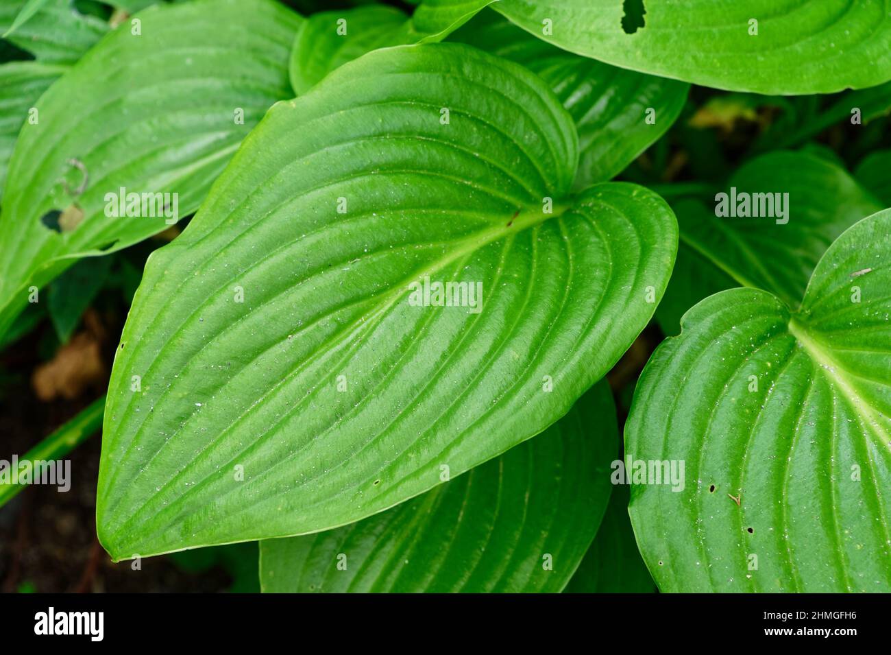Foglie di osta verde con costolette grandi. C'è della sabbia su alcune delle foglie. Foto Stock