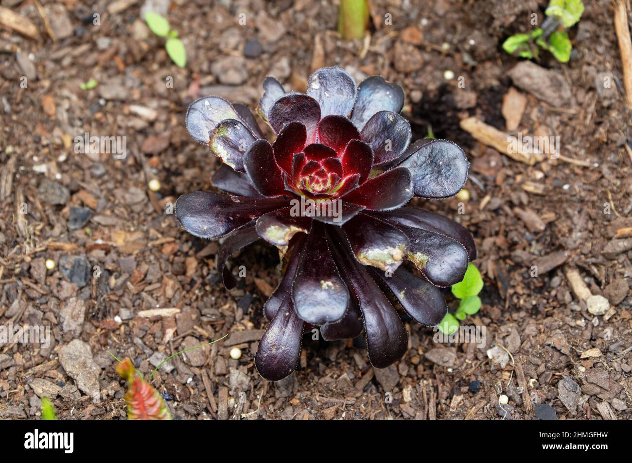 Le foglie spesse di questo succulente rosso lo aiutano a combattere il calore e ad asciugare. Foto Stock