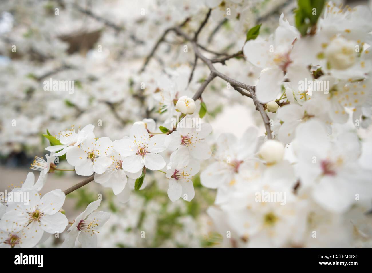 Blooming white sakura cherry blossom fiori close-up Foto Stock