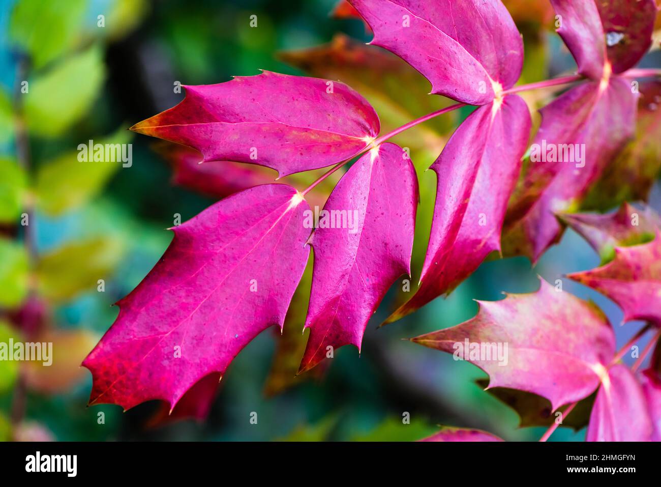 Mahonia Japonica Bealei cresce in un Giardino privato. Foto Stock