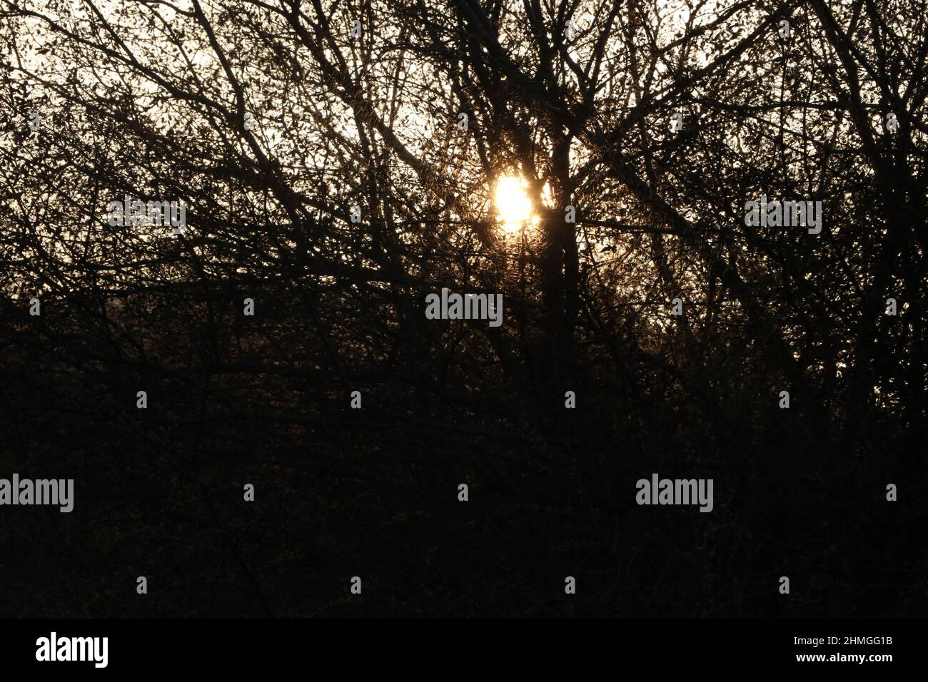 tramonto e alba dietro l'albero nella foresta. Foto Stock