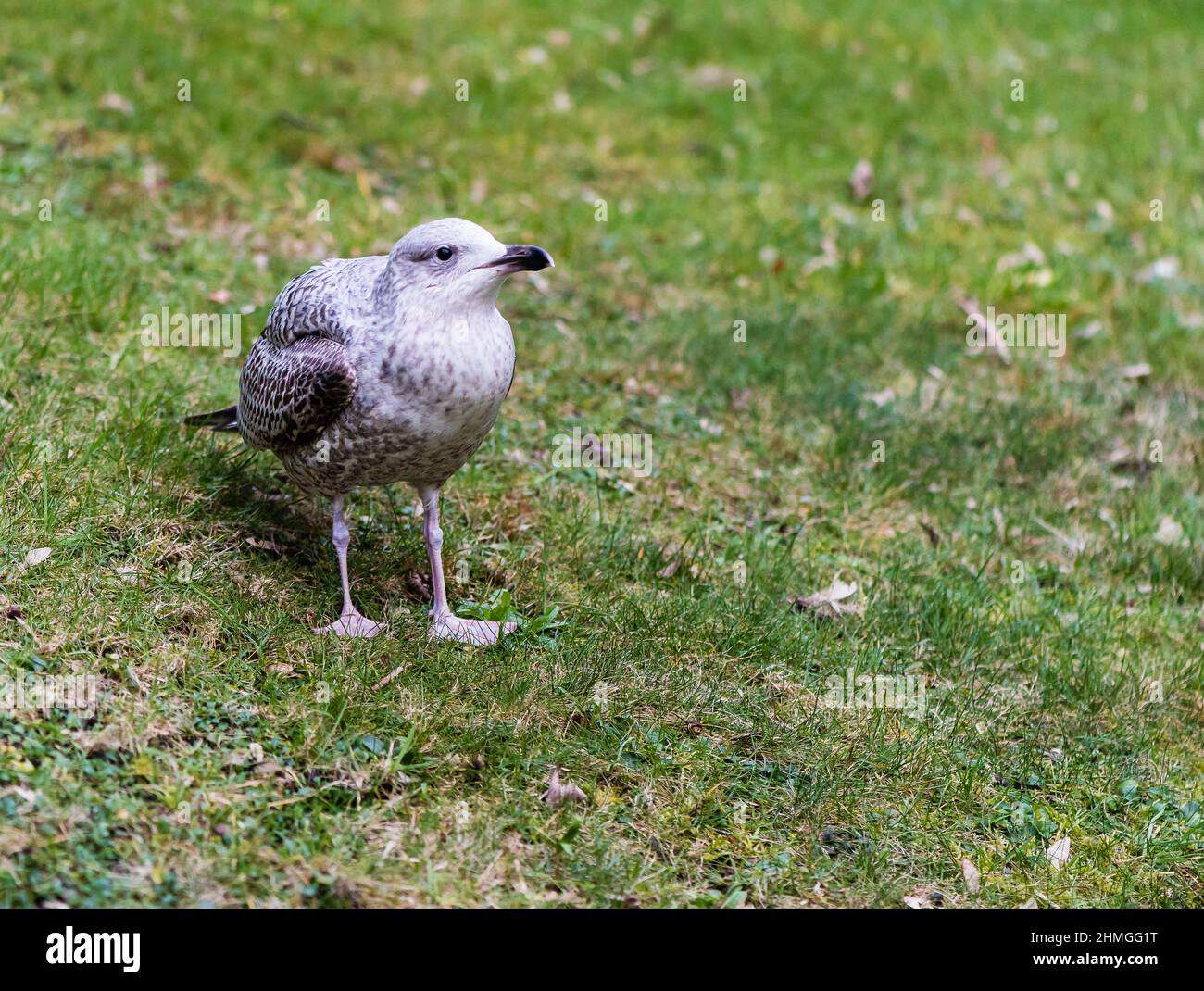 Un Baby Seagull sembra preferire un giardino di campagna alla costa. Foto Stock