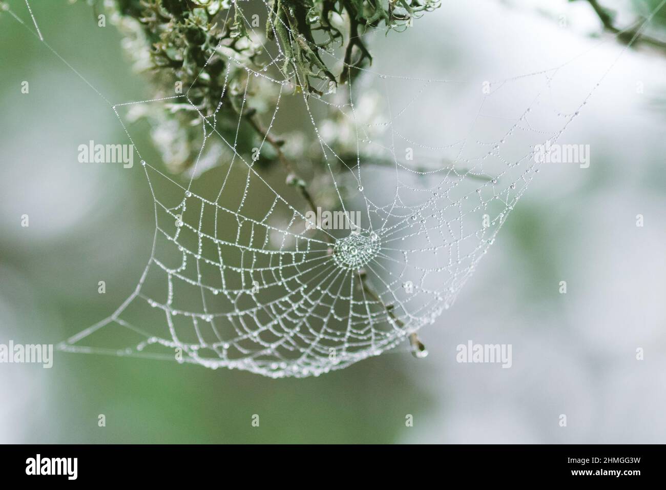 Spider web durante l'estate indiana. Foto Stock