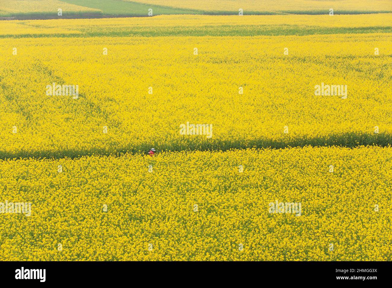 Vista aerea di un turista passeggiate sui campi di fiori di senape in piena fioritura. Fiore di primavera. Rurale in Cina del Sud. Foto Stock