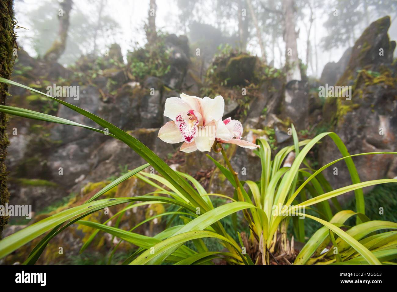 Un'orchidea tropicale non identificata è in piena fioritura con rugiada mattutina, foresta nella nebbia sullo sfondo. Ham Rong Mountain, SA Pa, Vietnam del Nord. Foto Stock