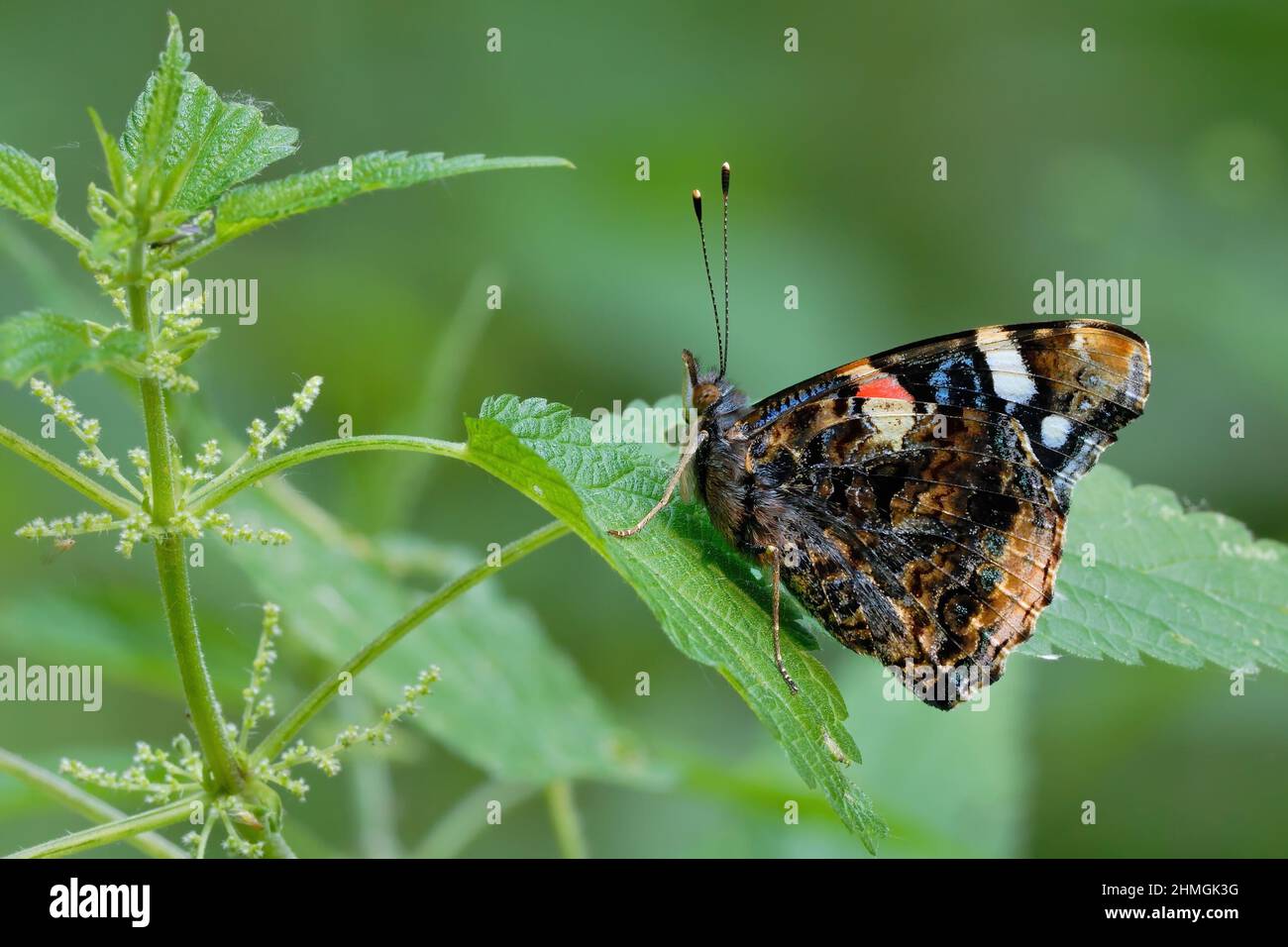 Farfalla ammiraglio rossa con belle ali colorate seduta su una foglia di ortica, primo piano. Sfondo sfocato, spazio di copia. Genere Vanessa atalanta. Foto Stock