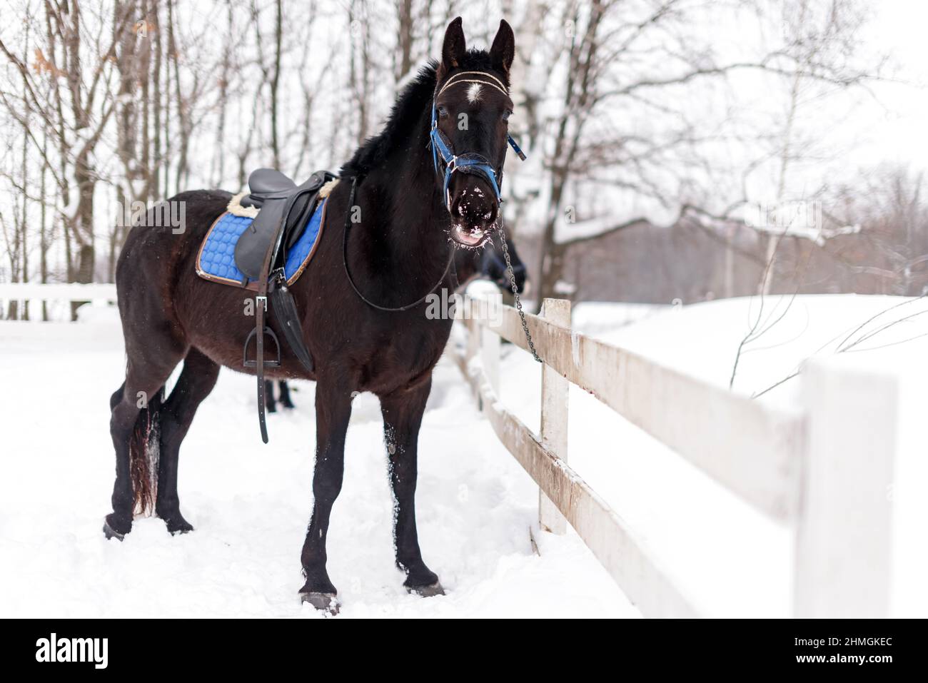 Cavallo nero a sella al guinzaglio alla stalla nella stagione invernale Foto Stock