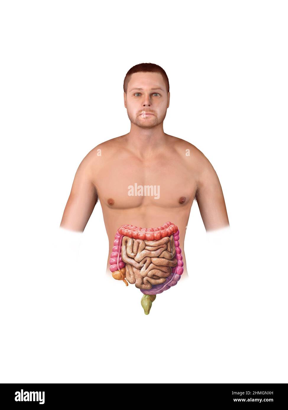 Intestino crasso e piccolo isolato su bianco. Anatomia del sistema digestivo umano. Tratto gastrointestinale. illustrazione del rendering 3d Foto Stock