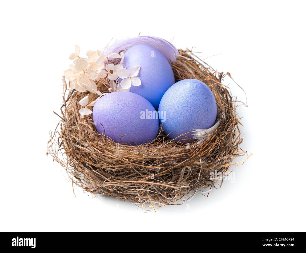Nidificare con uova di Pasqua viola isolate su sfondo bianco. Vista laterale, primo piano. Il concetto di Pasqua. Foto Stock