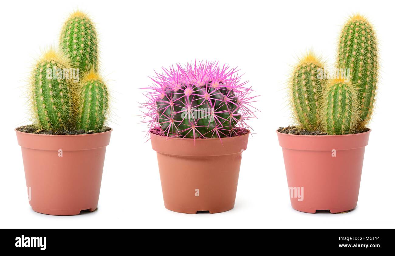 Collezione di cactus bello isolato su sfondo bianco. Foto Stock