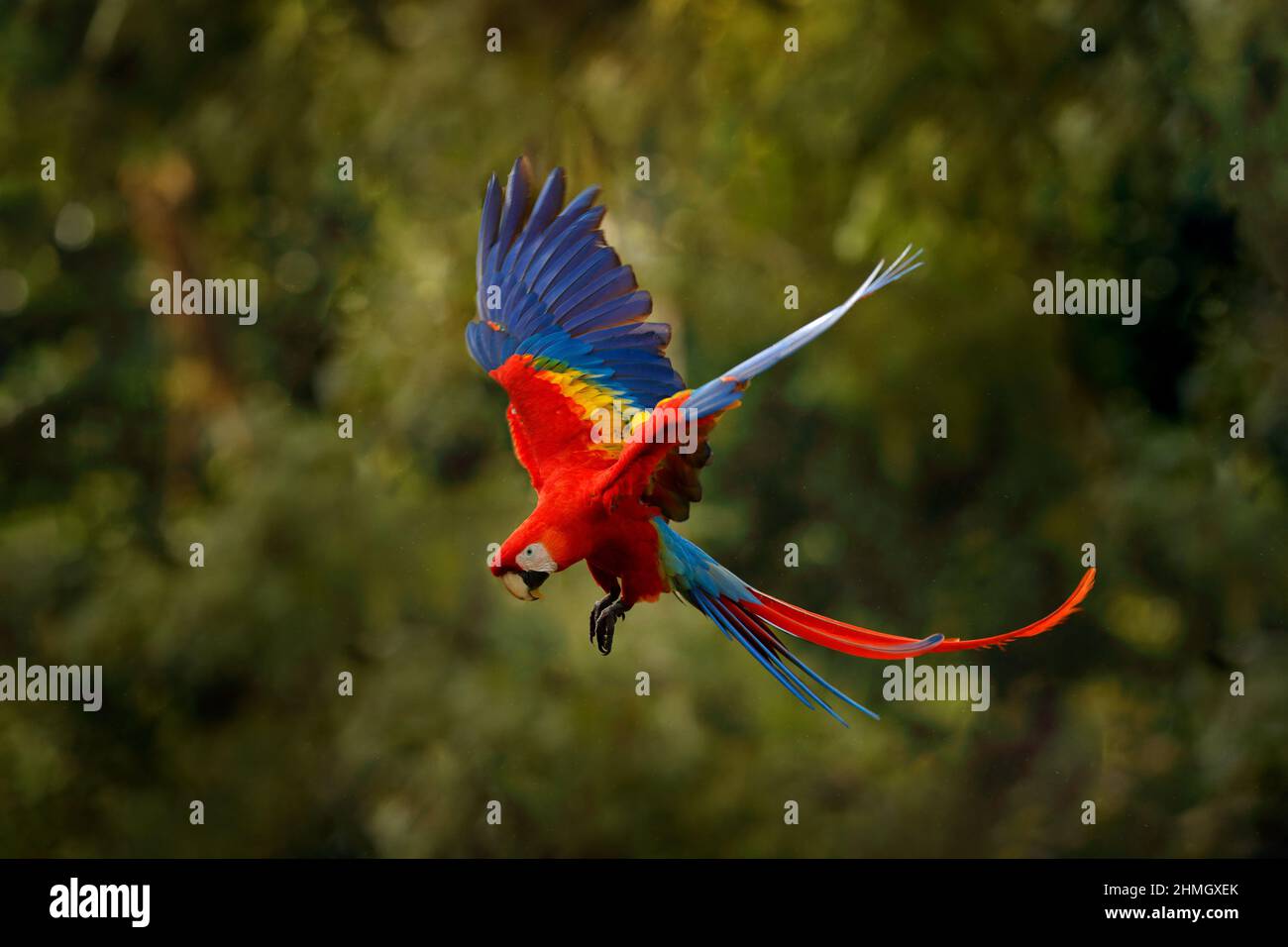 Pappagallo rosso blu macaw che vola in verde scuro vegetazione con bella luce posteriore e pioggia. Scarlatto Macaw, Ara macao, nella foresta tropicale, Costa Rica. Wi Foto Stock