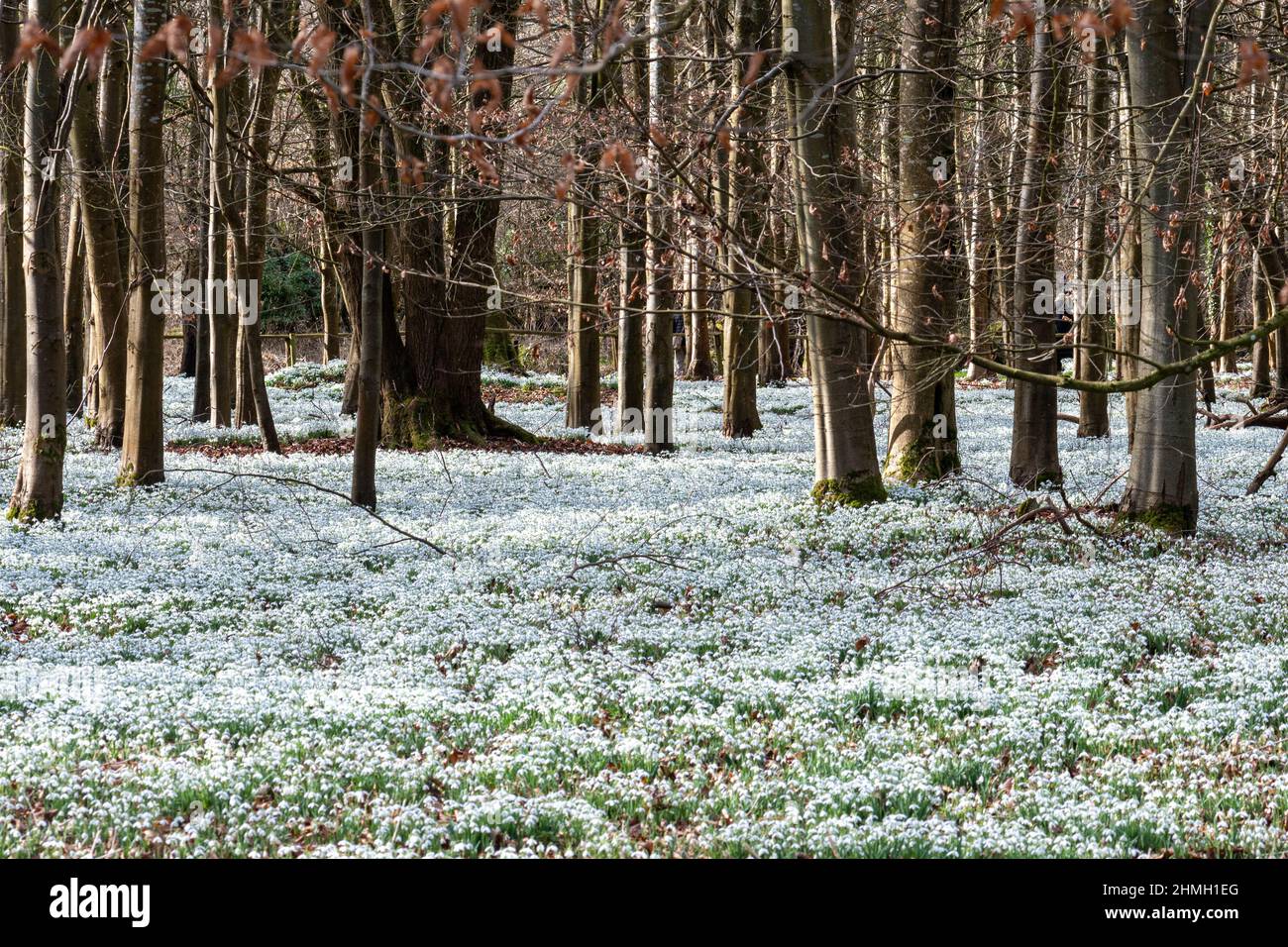 Welford Park Snowdrops, una famosa attrazione turistica nel mese di febbraio nel West Berkshire, Inghilterra, Regno Unito Foto Stock