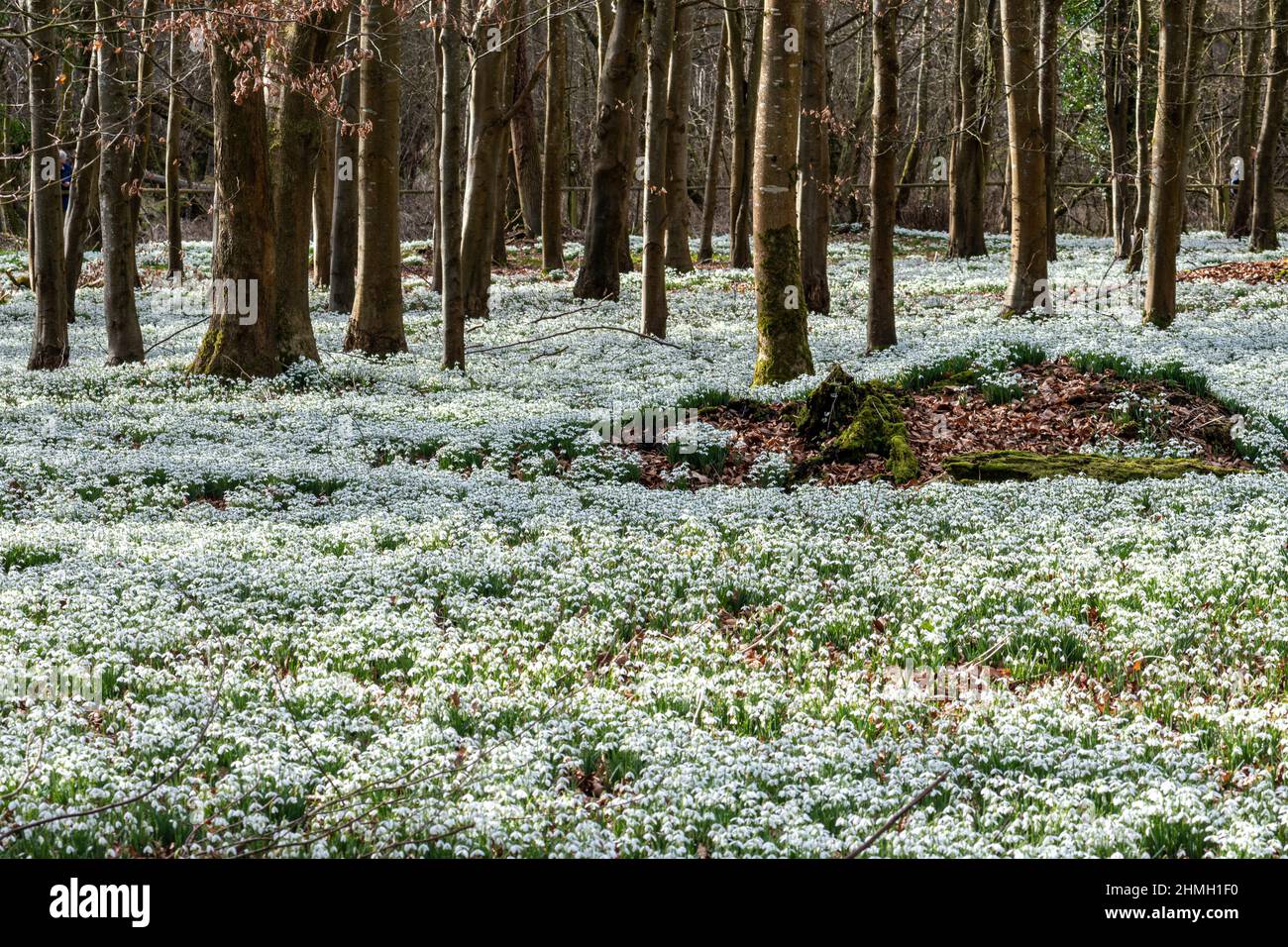Welford Park Snowdrops, una famosa attrazione turistica nel mese di febbraio nel West Berkshire, Inghilterra, Regno Unito Foto Stock