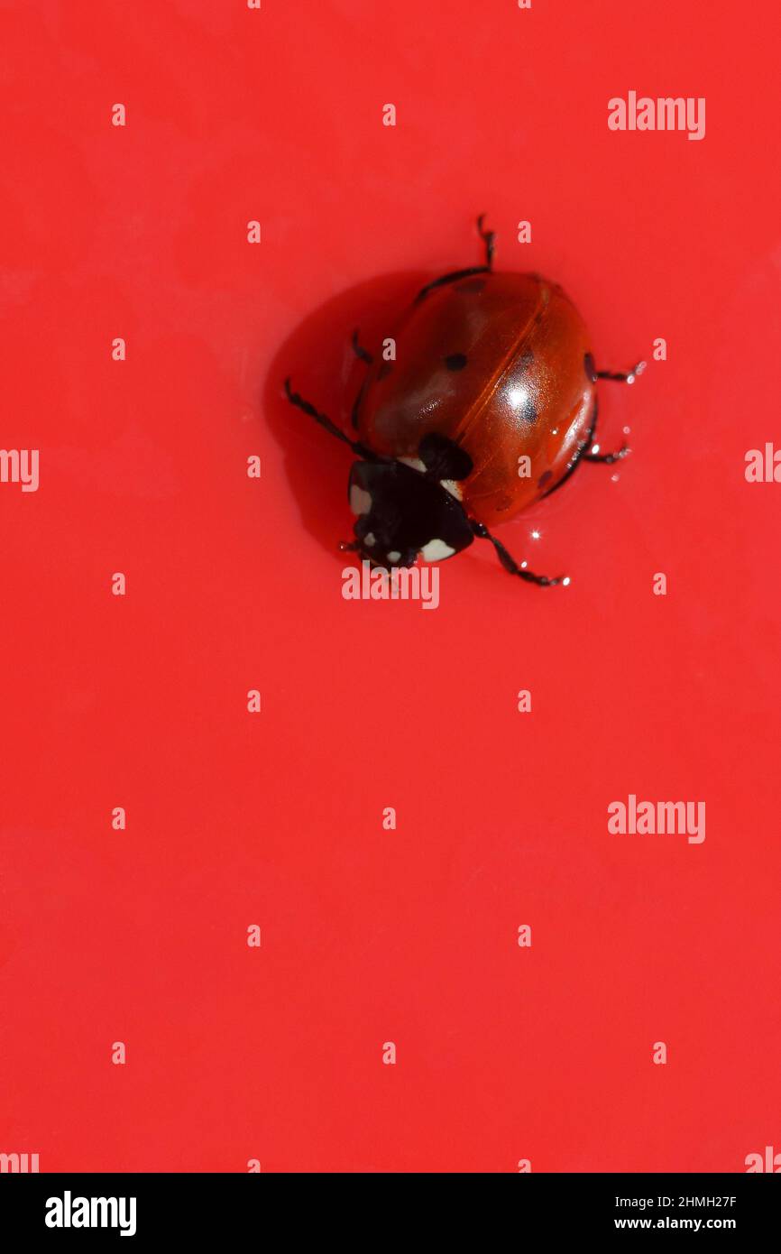 Ladybird isolato su una superficie rossa in primavera Foto Stock