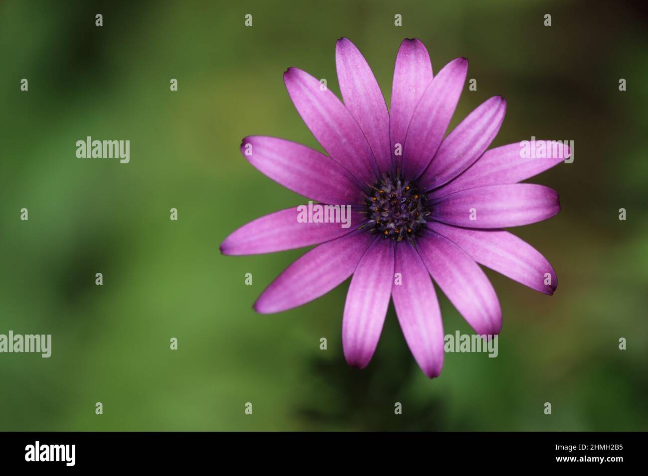 Dimorphotheca ecklonis, noto anche come Capo marguerite Foto Stock