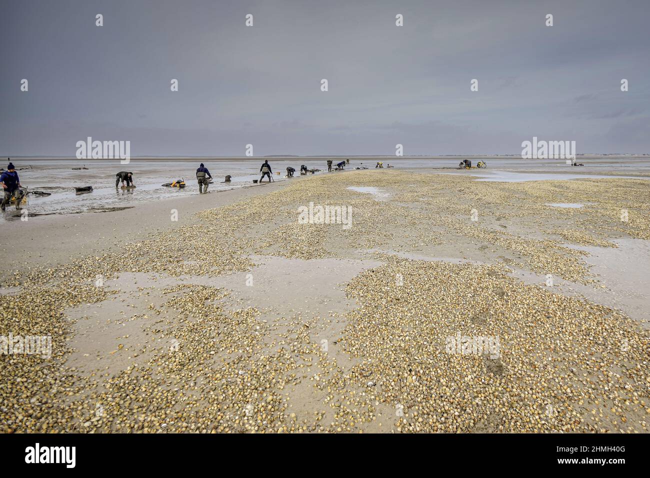 Pêche à pied, coques, hénons, baie de Somme, vélo, tracteur, Foto Stock