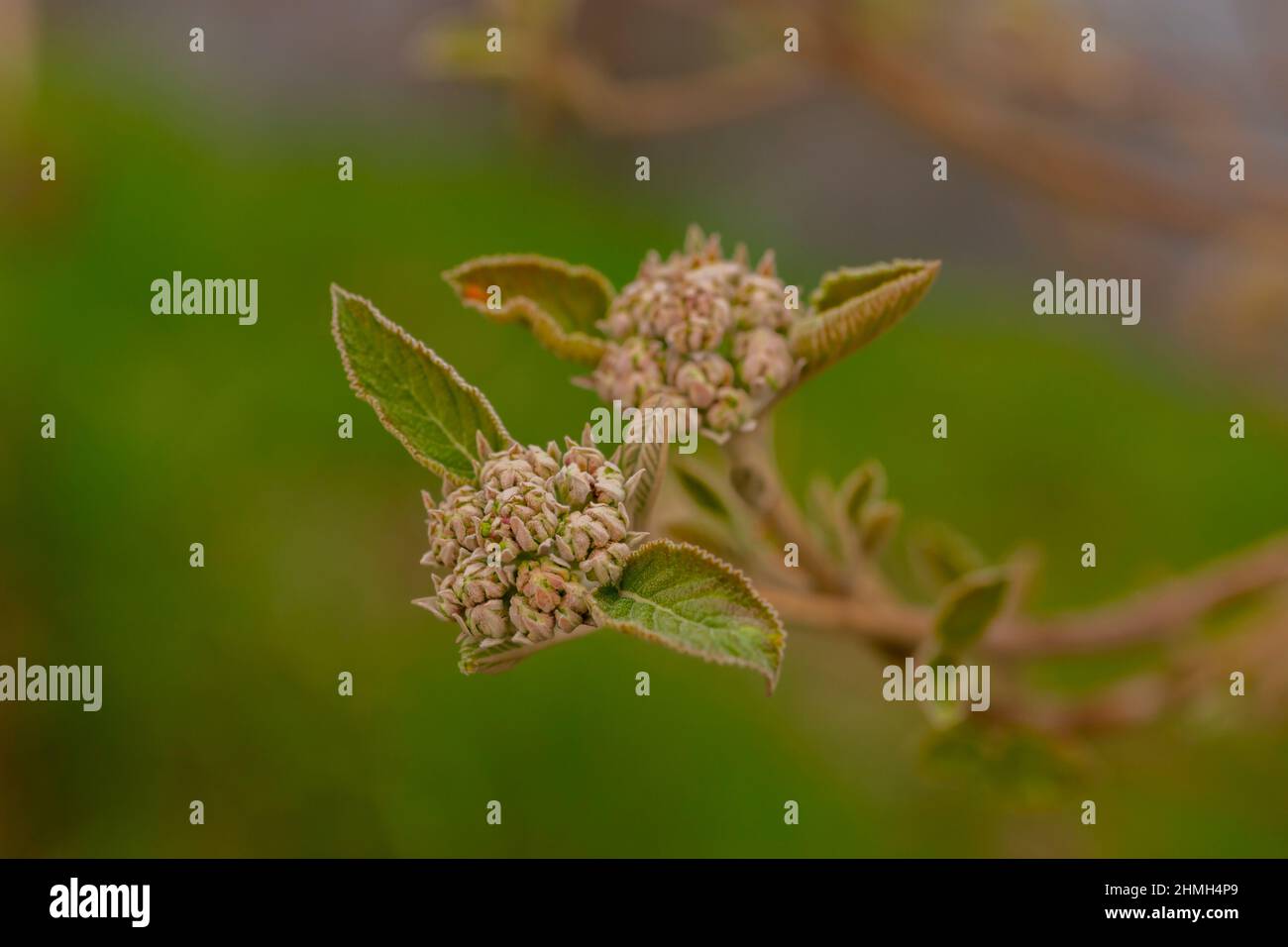 Pianta selvaggia poco prima della fioritura in primavera, profondità di campo poco profonda, bello bokeh morbido Foto Stock Pianta selvaggia poco prima della fioritura in primavera, profondità di campo poco profonda, bello bokeh morbido Foto Stock