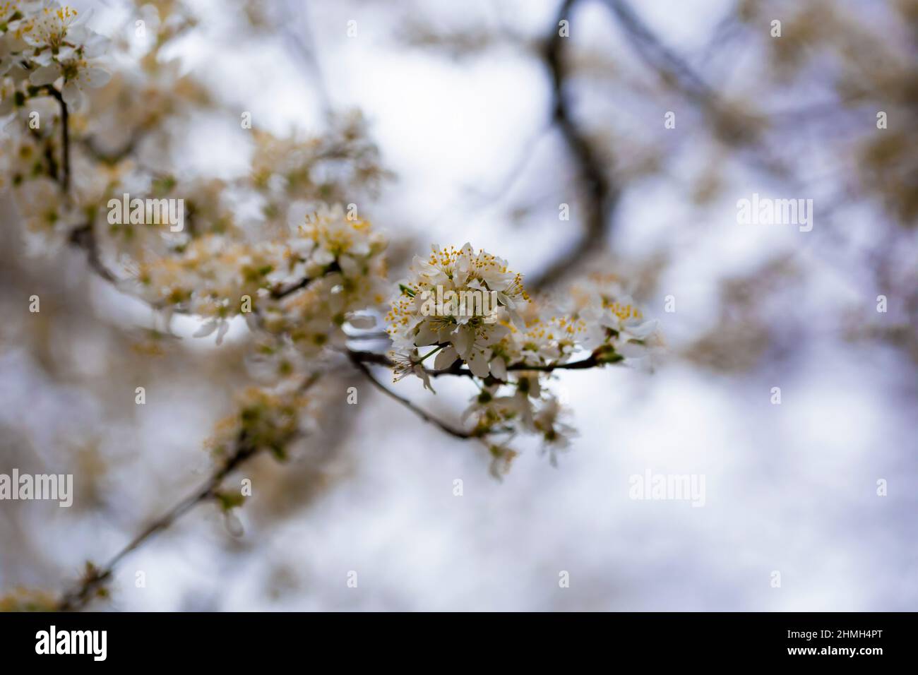 Albero di prugne fiorito in primavera, profondità di campo poco profonda, bella bokeh morbido Foto Stock