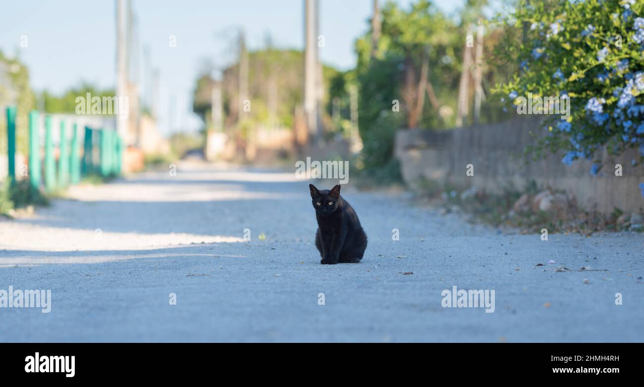 gatto nero randagio seduto nel mezzo di una strada da qualche parte a maiorca, spagna Foto Stock