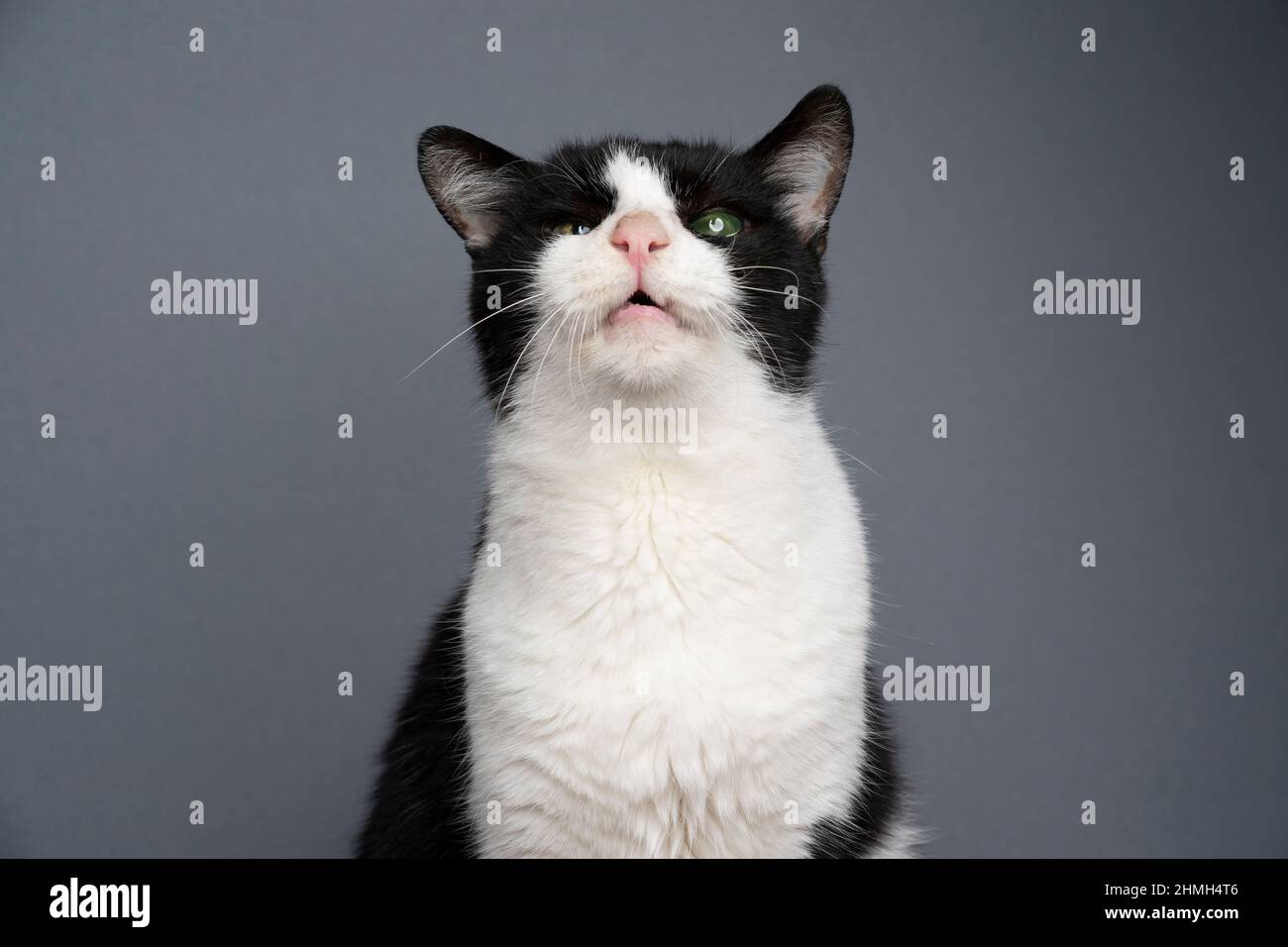 handicappati salvati in bianco e nero gatto senza denti e cieco in un occhio con bocca aperta che sporge lingua ritratto su sfondo grigio Foto Stock