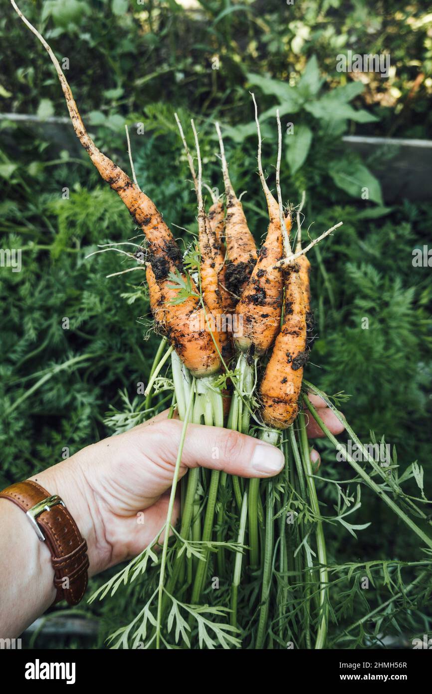 Appena raccolto carote tenuto in mano Foto Stock