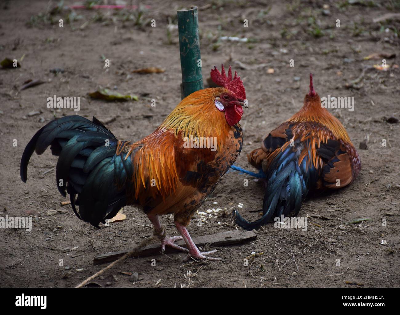 Due gallo o cazzo o coscia di pollo maschio legata con corda Foto Stock